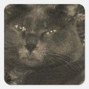 Pegatina Cuadrada Gato negro