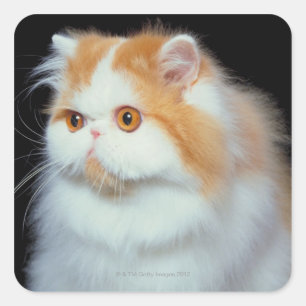 Pegatina Cuadrada Gato observado y lindo del naranja