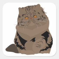 gato pardo