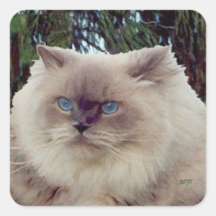Pegatina Cuadrada Gato Persa Himalayo