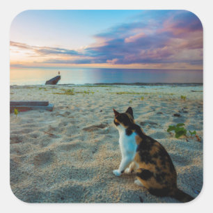 Pegatina Cuadrada Gato que se sienta en una playa
