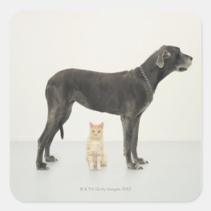 Pegatina Cuadrada Gato sentado bajo el Gran Danés