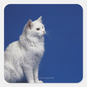 Pegatina Cuadrada Gato sentado contra fondo azul