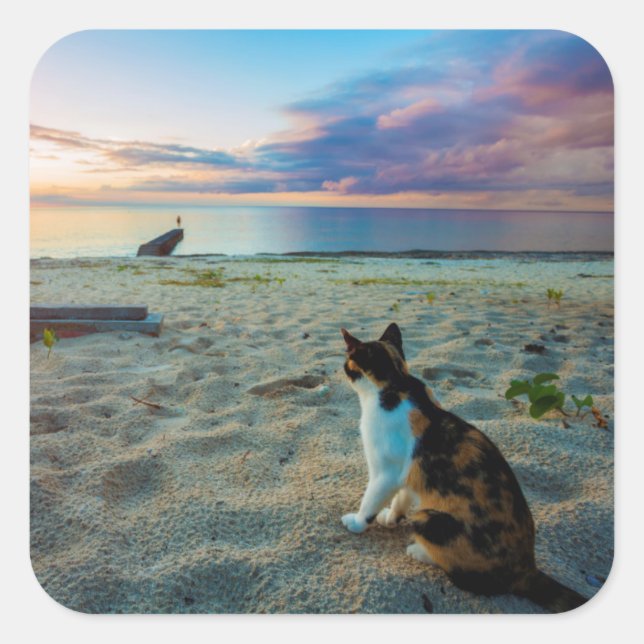 Pegatina Cuadrada Gato Sentado En Una Playa (Anverso)