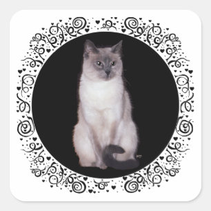 Pegatina Cuadrada Gato Siamés