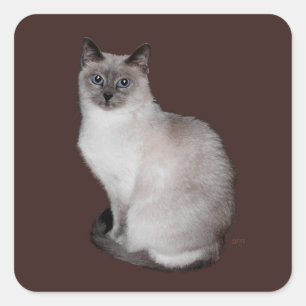 Pegatina Cuadrada Gato siamés con ojos azules