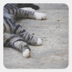 Pegatina Cuadrada Gato tendido en la acera