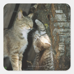 Pegatina Cuadrada Gato y gatito por árbol