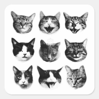 Pegatina Cuadrada Gatos