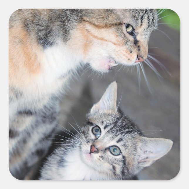 Pegatina Cuadrada Gatos (Anverso)