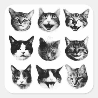 Pegatina Cuadrada Gatos
