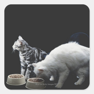 Pegatina Cuadrada Gatos con tazón de comida