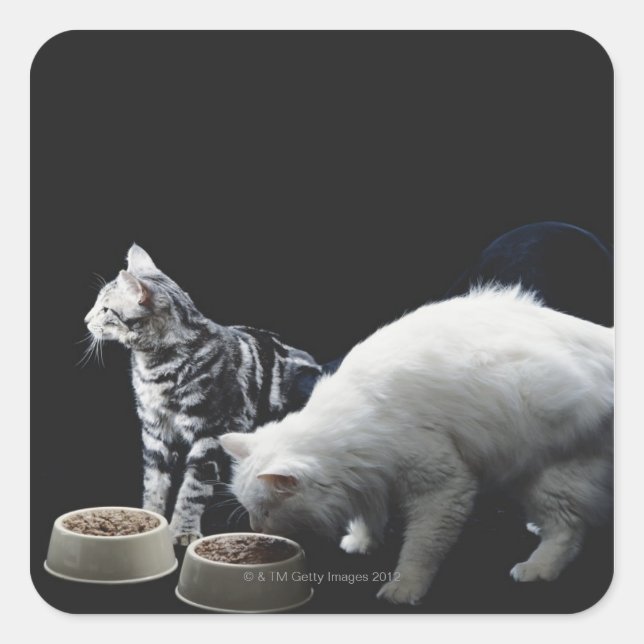 Pegatina Cuadrada Gatos con tazón de comida (Anverso)