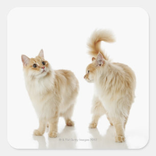 Pegatina Cuadrada Gatos de Munchkin