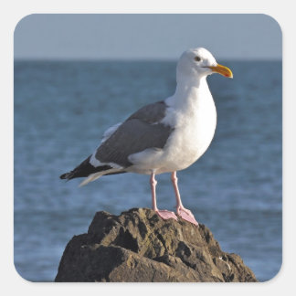 Pegatina Cuadrada Gaviota blanca y océano