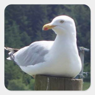 Pegatina Cuadrada Gaviota echada en la valla