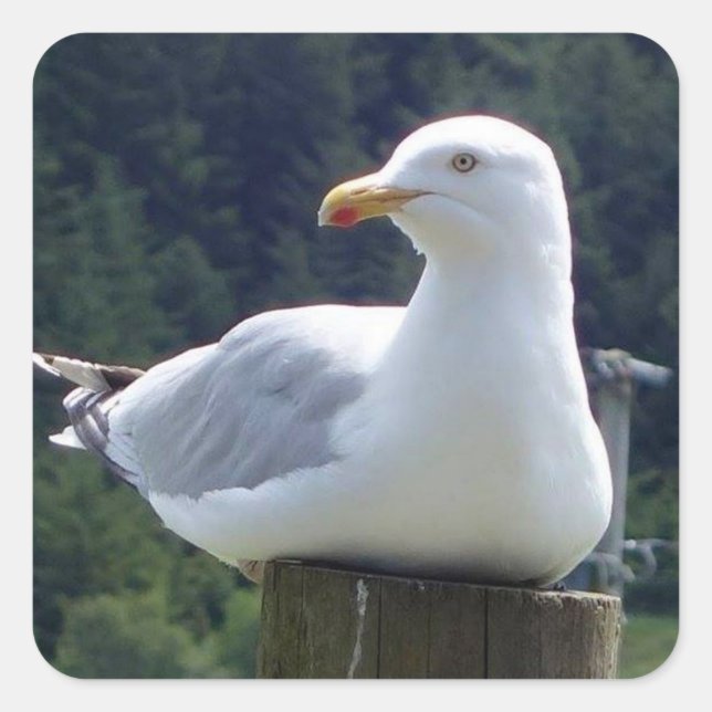 Pegatina Cuadrada Gaviota echada en la valla (Anverso)