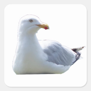Pegatina Cuadrada Gaviota en Pose Tranquila – Arte de Vida Silvestre