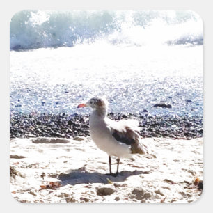 Pegatina Cuadrada gaviota junto al océano en la playa imagen
