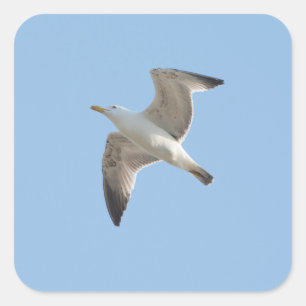 Pegatina Cuadrada Gaviota voladora