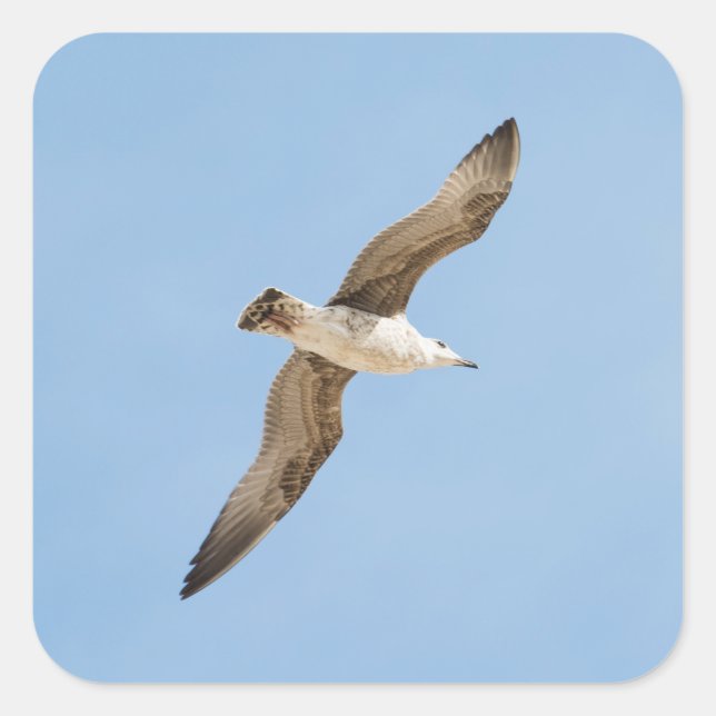 Pegatina Cuadrada Gaviota voladora (Anverso)