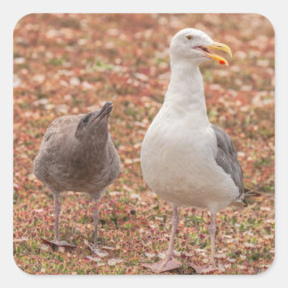 Pegatina Cuadrada Gaviota y polluelo