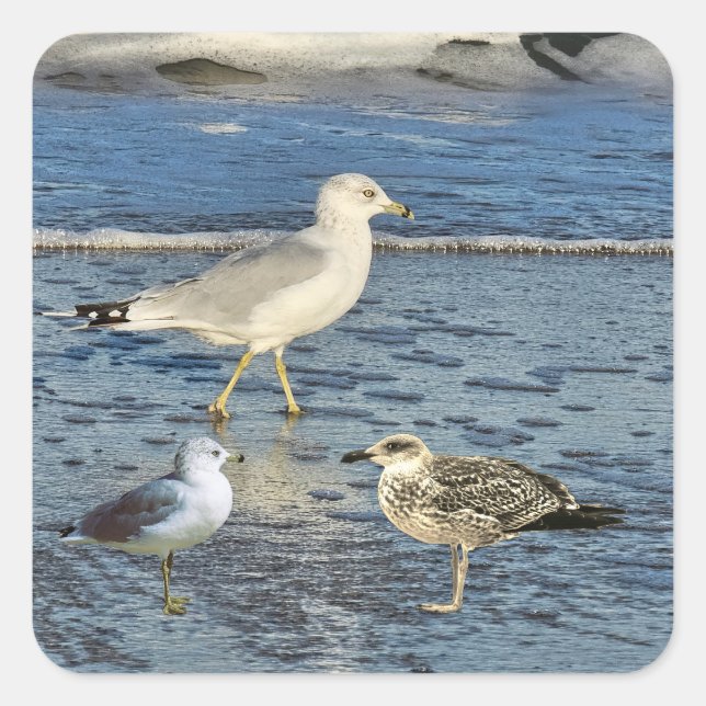 Pegatina Cuadrada Gaviotas (Anverso)