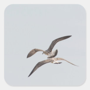 Pegatina Cuadrada Gaviotas voladoras