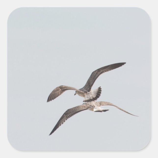 Pegatina Cuadrada Gaviotas voladoras (Anverso)
