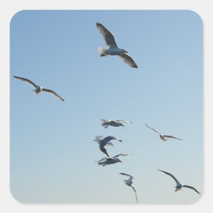 Pegatina Cuadrada Gaviotas volando arte natural costero ave océano