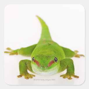 Pegatina Cuadrada Gecko diurno de Madagascar (Phelsuma madagascarien