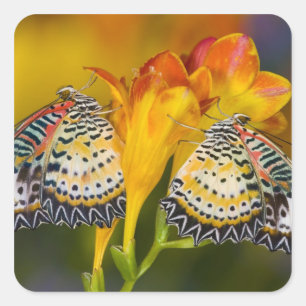 Pegatina Cuadrada Gemelas Mariposas Tropicales