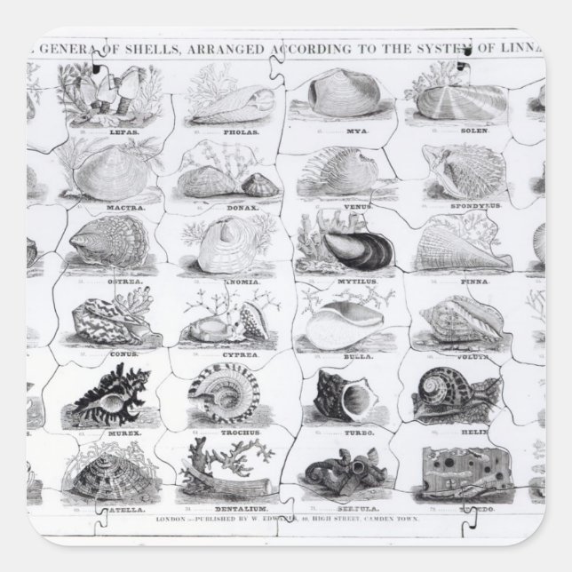 Pegatina Cuadrada Genera of Shells jigsaw, pub. por W. Edwards (Anverso)