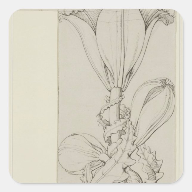 Pegatina Cuadrada Genio de la Lily, 1809 (Anverso)