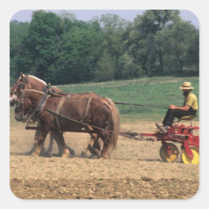 Pegatina Cuadrada Gente sencilla del país Amish en la agricultura co