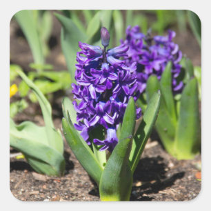 Pegatina Cuadrada Geocinth azul en primavera
