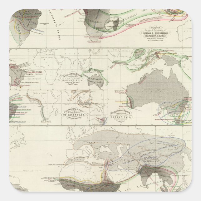 Pegatina Cuadrada Geografía zoológica (Anverso)