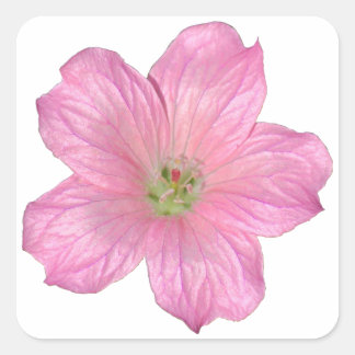 Pegatina Cuadrada Geranio rosa