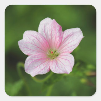 Pegatina Cuadrada Geranium
