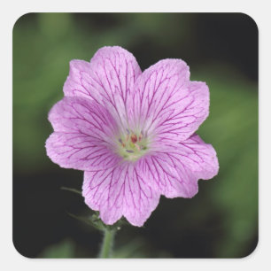 Pegatina Cuadrada Geranium Endressii