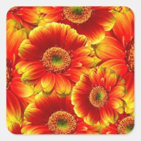 Gerbera Daisies, amarilla y Naranja