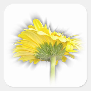 Pegatina Cuadrada gerbera daisy amarillo