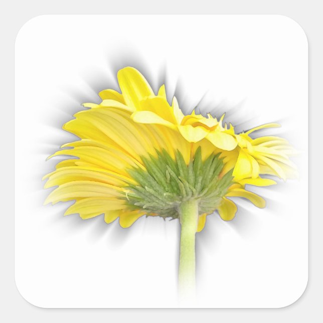 Pegatina Cuadrada gerbera daisy amarillo (Anverso)