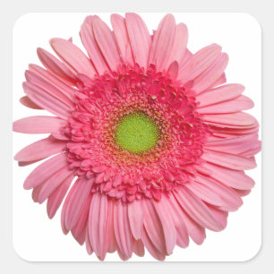 Pegatina Cuadrada Gerbera rosa Daisy