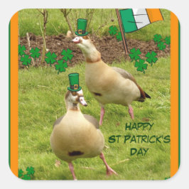 Pegatina Cuadrada Geys cantando un poco de baile irlandés