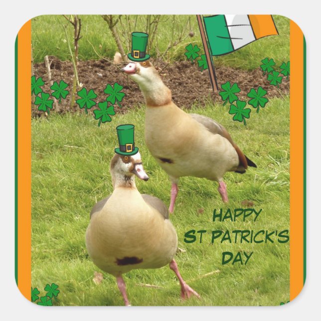 Pegatina Cuadrada Geys cantando un poco de baile irlandés (Anverso)