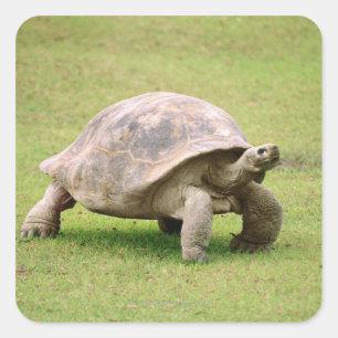 Pegatina Cuadrada Gigante Tortoise camina sobre el césped