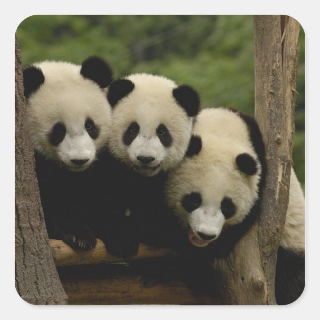 Pegatina Cuadrada Gigantes pandas bebés Ailuropoda melanoleuca) (Anverso)