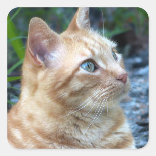 Pegatina Cuadrada Ginger Boy