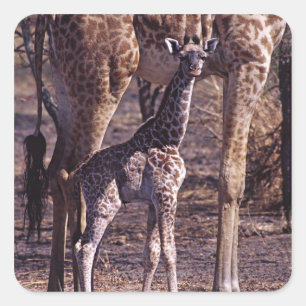 Pegatina Cuadrada Girafa y madre del bebé, Tanzania